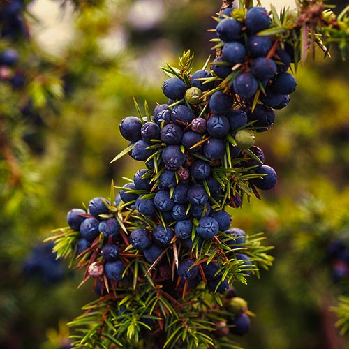 ジュニパーベリー（セイヨウネズ果実エキス）